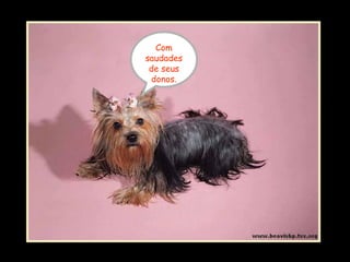 Com
saudades
de seus
donos.
 