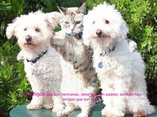 Hay  amigos  que son hermanos, otros que son padres; también hay  amigos que son hijos. 