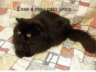 Esse é meu gato único .... 