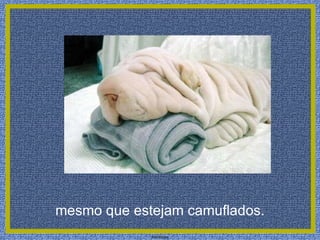 mesmo que estejam camuflados.