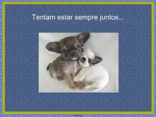 Tentam estar sempre juntos...