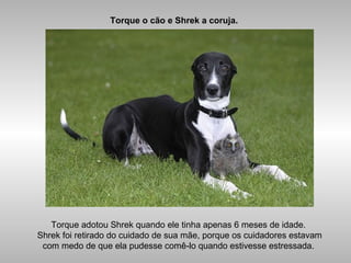 Torque o cão e Shrek a coruja.
Torque adotou Shrek quando ele tinha apenas 6 meses de idade.
Shrek foi retirado do cuidado de sua mãe, porque os cuidadores estavam
com medo de que ela pudesse comê-lo quando estivesse estressada.
 