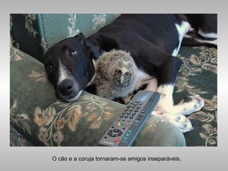O cão e a coruja tornaram-se amigos inseparáveis.
 