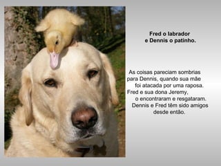 Fred o labrador
e Dennis o patinho.
As coisas pareciam sombrias
para Dennis, quando sua mãe
foi atacada por uma raposa.
Fred e sua dona Jeremy,
o encontraram e resgataram.
Dennis e Fred têm sido amigos
desde então.
 