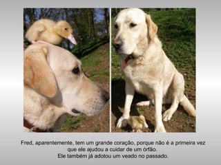 Fred, aparentemente, tem um grande coração, porque não é a primeira vez
que ele ajudou a cuidar de um órfão.
Ele também já adotou um veado no passado.
 
