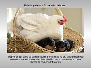 Mabel a galinha e filhotes de cachorro.
Depois de ser salva da panela devido a uma lesão no pé, Mable encontrou
uma nova maravilha quando foi transferida para a casa de seus donos,
filhotes de cachorro fofíssimos.
 