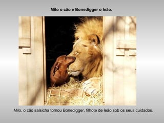 Milo o cão e Bonedigger o leão.
Milo, o cão salsicha tomou Bonedigger, filhote de leão sob os seus cuidados.
 