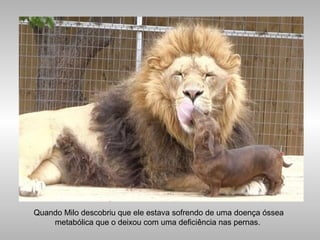 Quando Milo descobriu que ele estava sofrendo de uma doença óssea
metabólica que o deixou com uma deficiência nas pernas.
 