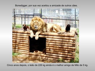 Cinco anos depois, o leão de 226 kg ainda é o melhor amigo de Milo de 5 kg.
Bonedigger, por sua vez aceitou a amizade de outros cães.
 