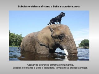 Bubbles o elefante africano e Bella a labradora preta.
Apesar da diferença extrema em tamanho,
Bubbles o elefante e Bella a labradora, tornaram-se grandes amigos.
 