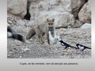O gato, de tão entretido, nem dá atenção aos pássaros.
 