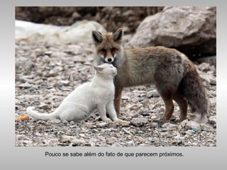 Pouco se sabe além do fato de que parecem próximos.
 