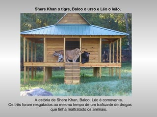 Shere Khan o tigre, Baloo o urso e Léo o leão.
A estória de Shere Khan, Baloo, Léo é comovente.
Os três foram resgatados ao mesmo tempo de um traficante de drogas
que tinha maltratado os animais.
 