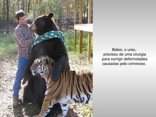 Baloo, o urso,
precisou de uma cirurgia
para corrigir deformidades
causadas pelo criminoso.
 