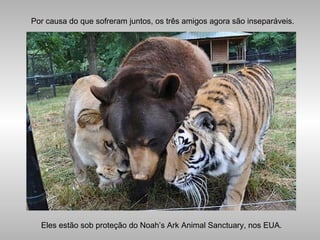 Por causa do que sofreram juntos, os três amigos agora são inseparáveis.
Eles estão sob proteção do Noah’s Ark Animal Sanctuary, nos EUA.
 