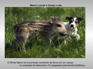 Manni o javali e Candy o cão.
O filhote Manni foi encontrado morrendo de fome em um campo
no sudoeste da Alemanha. Foi resgatado pela família Dahlhaus.
 