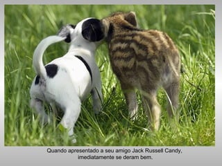 Quando apresentado a seu amigo Jack Russell Candy,
imediatamente se deram bem.
 