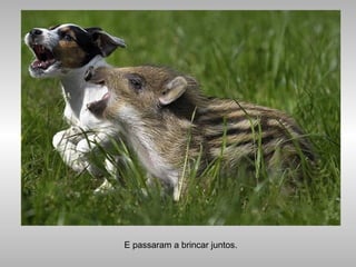 E passaram a brincar juntos.
 