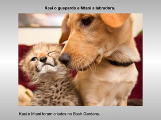 Kasi o guepardo e Mtani a labradora.
Kasi e Mtani foram criados no Bush Gardens.
 