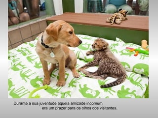 Durante a sua juventude aquela amizade incomum
era um prazer para os olhos dos visitantes.
 