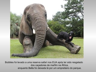 Bubbles foi levado a uma reserva safari nos EUA após ter sido resgatado
dos caçadores de marfim na África,
enquanto Bella foi deixada lá por um empreiteiro do parque.
 