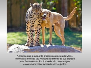 A medida que o guepardo cresceu se afastou de Mtani.
Interessava-se cada vez mais pelas fêmeas da sua espécie.
Kasi fez o mesmo. Porém ainda são bons amigos
e costumam visitar locais do parque juntos.
 