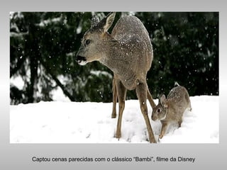 Captou cenas parecidas com o clássico “Bambi”, filme da Disney
 