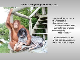 Suryia o orangotango e Roscoe o cão.
Suryia e Roscoe vivem
em uma reserva
de espécies raras
e ameaçadas nos EUA.
Orangotangos brancos
estão em perigo,
mas cães não.
Entretanto Roscoe tem
vivido com Suryia desde
que a conheceu e seguiu.
 