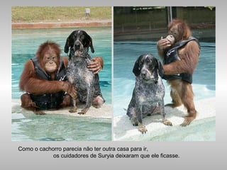 Como o cachorro parecia não ter outra casa para ir,
os cuidadores de Suryia deixaram que ele ficasse.
 