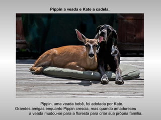 Pippin a veada e Kate a cadela.
Pippin, uma veada bebê, foi adotada por Kate.
Grandes amigas enquanto Pippin crescia, mas quando amadureceu
a veada mudou-se para a floresta para criar sua própria família.
 