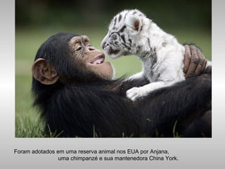 Foram adotados em uma reserva animal nos EUA por Anjana,
uma chimpanzé e sua mantenedora China York.
 