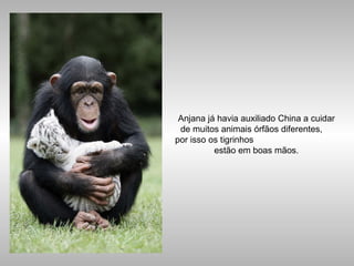 Anjana já havia auxiliado China a cuidar
de muitos animais órfãos diferentes,
por isso os tigrinhos
estão em boas mãos.
 