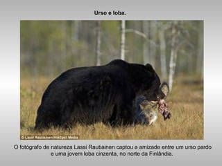 Urso e loba.
O fotógrafo de natureza Lassi Rautiainen captou a amizade entre um urso pardo
e uma jovem loba cinzenta, no norte da Finlândia.
 