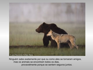 Ninguém sabe exatamente por que ou como eles se tornaram amigos,
mas os animais se encontram todos os dias,
provavelmente porque se sentem seguros juntos.
 