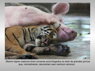 Mesmo tigres maduros tiram sonecas aconchegados ao lado de grandes porcos
que, normalmente, devorariam sem nenhum remorso.
 