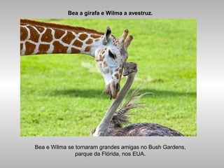 Bea a girafa e Wilma a avestruz.
Bea e Wilma se tornaram grandes amigas no Bush Gardens,
parque da Flórida, nos EUA.
 