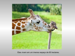 Elas vivem em um imenso espaço de 65 hectares.
 