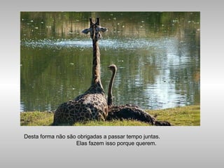 Desta forma não são obrigadas a passar tempo juntas.
Elas fazem isso porque querem.
 