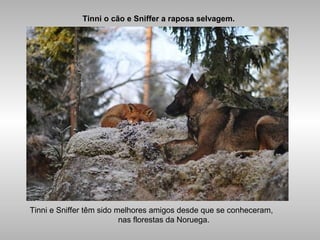 Tinni o cão e Sniffer a raposa selvagem.
Tinni e Sniffer têm sido melhores amigos desde que se conheceram,
nas florestas da Noruega.
 