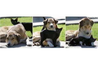 Amigos que nos fazem sorrir