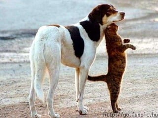 Amigos que nos fazem sorrir