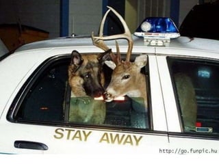 Amigos que nos fazem sorrir