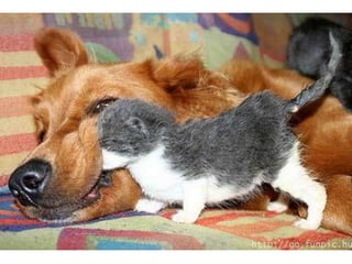 Amigos que nos fazem sorrir