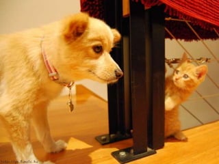 Amigos que nos fazem sorrir