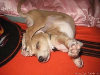 Amigos que nos fazem sorrir