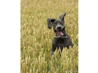 Amigos que nos fazem sorrir