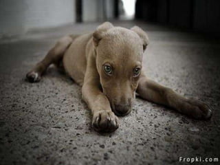 Amigos que nos fazem sorrir