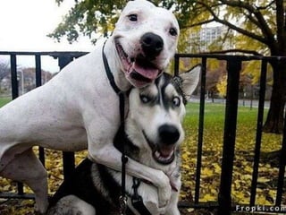 Amigos que nos fazem sorrir