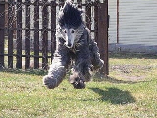 Amigos que nos fazem sorrir