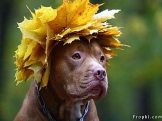 Amigos que nos fazem sorrir